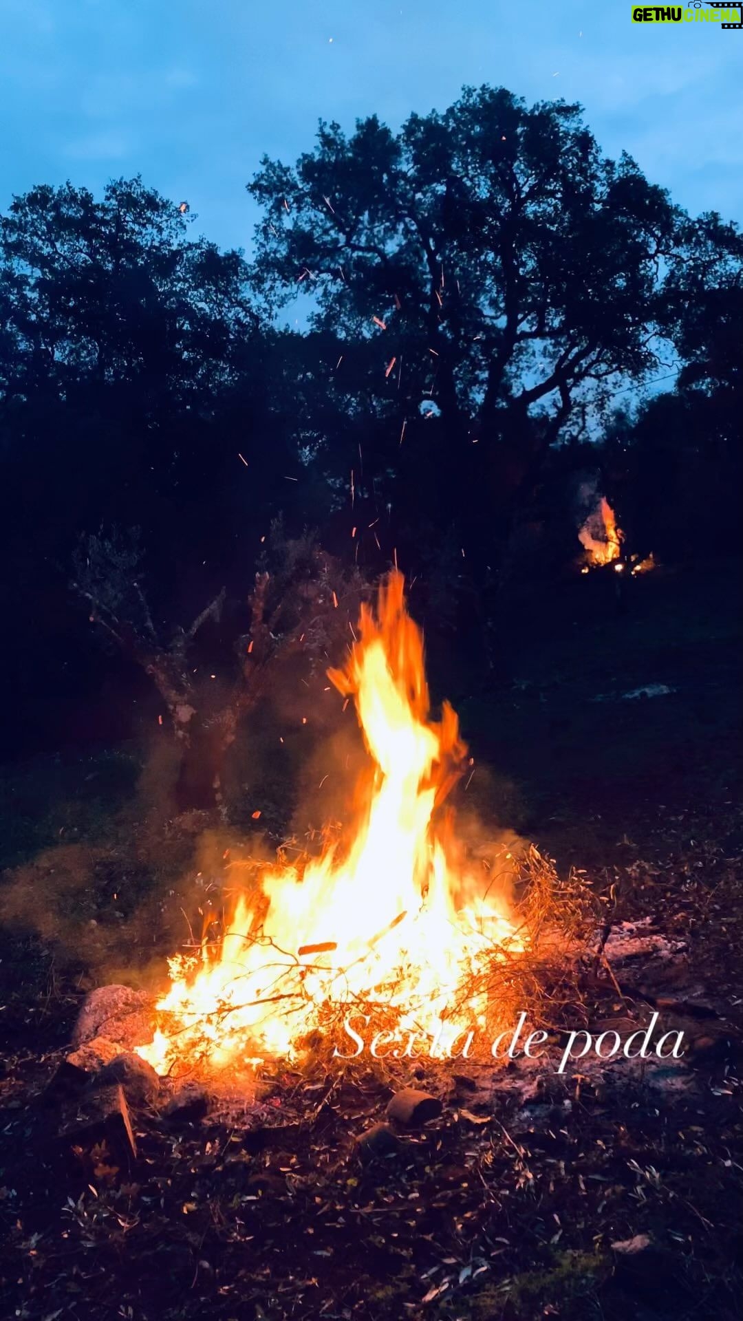 José Pedro Vasconcelos Instagram - Já podaste hoje? imani - country house