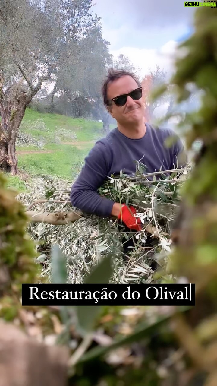 José Pedro Vasconcelos - 580 Likes - Mais uma jorna no olival. Retirar pés de burro, secos, ladrões, doentes e afins. Fazendo lenha e com prazer fazendo fogo