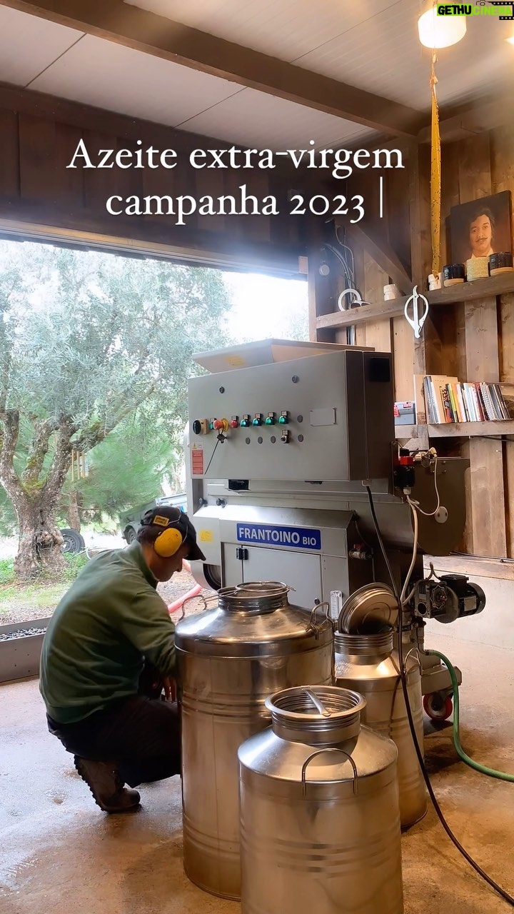 José Pedro Vasconcelos - 522 Likes - A nossa Galega está muito sã e gorda este ano. Boa Safra e bom Azeite. Dia 8 de lagar @imanicountryhouse