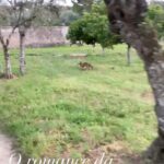 José Pedro Vasconcelos Instagram -