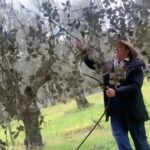 José Pedro Vasconcelos Instagram - Pulverização, com um adubo foliar biológico com as características adequadas para proporcionar à floração, que se aproxima, suficiente robustez para um pólen de qualidade e com um bom vingamento. imani - country house