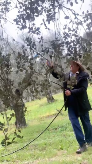 José Pedro Vasconcelos Instagram - Pulverização, com um adubo foliar biológico com as características adequadas para proporcionar à floração, que se aproxima, suficiente robustez para um pólen de qualidade e  com um bom vingamento.