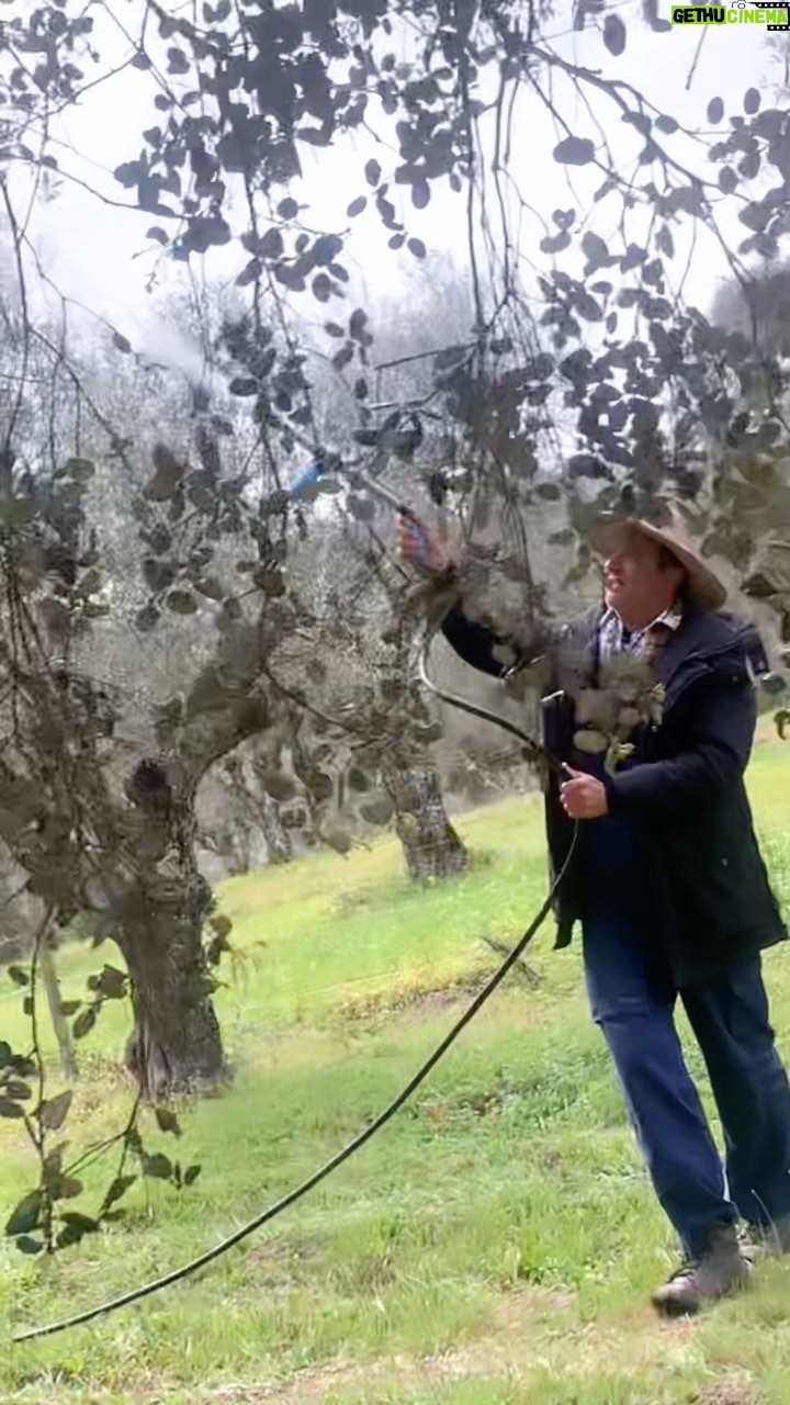 José Pedro Vasconcelos - 872 Likes - Pulverização, com um adubo foliar biológico com as características adequadas para proporcionar à floração, que se aproxima, suficiente robustez para um pólen de qualidade e com um bom vingamento.