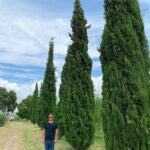 José Pedro Vasconcelos Instagram - Há onze anos plantei os nossos 13 ciprestes. Hoje estão assim. Orgulho @imanicountryhouse Cupressus sempervirens História e aplicações: Na origem etimológica do seu nome científico Cupressus, significa ciprestre. Segundo alguns autores pode também derivar de Cyprus (Chipre), de onde é nativo e cresce espontaneamente. Sempervirens, do latim, que significa sempre verde. Conhecida vulgarmente em Portugal, por cipreste-dos-cemitérios, é uma árvore normalmente utilizada na arborização destes pelo seu fuste indicar o caminho para o céu. Por esse mesmo facto era considerada uma árvore fúnebre, que trazia infelicidade. No entanto, antes do aparecimento dos cemitérios, a partir dos meados do século XIX, já esta espécie era plantada em muitas casas solarengas, principalmente no Vale do Rio Douro, na zona demarcada do Vinho do Porto, sendo considerada símbolo de nobreza. A sua madeira, de cor amarelada é de textura fina, não resinosa, mas aromática (liberta um odor semelhante ao do cedro). É resistente e fácil de trabalhar, própria para marcenaria, tanoaria, escultura, construção, carpintaria, etc., tendo sido também muito utilizada na construção naval; há quem diga que foi utilizada na construção da Arca de Noé e grande parte da frota turca. As pinhas dos ciprestes possuem muitos taninos, sendo utilizados na medicina popular para reter todos os tipos de fluídos (diarreias, incontinência urinária, etc.). As pinhas e a casca terão sido também utilizadas pelo mesmo motivo (os taninos) para curtir couros. Os vapores de essência de cipreste são igualmente utilizados para acalmar a tosse convulsa. imani - country house