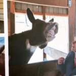 Joseph Morgan Instagram - Talking LOVE LETTERS and donkeys and puppets.