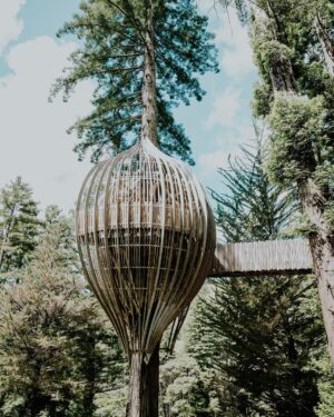 Josh Dun Instagram - I found a tree house in the woods in New Zealand and proposed to my girl. She my dude for life. I love you Debby
