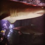 Josh Dun Instagram - my mom told @sharkdivextreme that if I got hurt swimming with sharks I couldn't come back to Australia again. they did a real nice job and I will come back. Shark Dive Xtreme