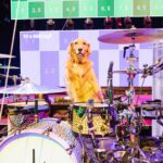 Josh Dun Instagram - he had his cake and also ate it. i never had a dog as a kid, so i was never really a “dog person”. didn’t understand what that was all about, but 5 years ago, jim was born and changed my life. i’ve bonded with him more than i ever knew i could bond with an animal. it’s awesome. happy birthday little dude. thanks for the vocals tyler 📸 @ashleyosborn 🎥 @reelbearmedia Jims House