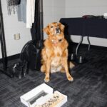 Josh Dun Instagram - he had his cake and also ate it. i never had a dog as a kid, so i was never really a “dog person”. didn’t understand what that was all about, but 5 years ago, jim was born and changed my life. i’ve bonded with him more than i ever knew i could bond with an animal. it’s awesome. happy birthday little dude. thanks for the vocals tyler 📸 @ashleyosborn 🎥 @reelbearmedia Jims House