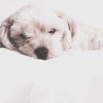 Josie Bissett Instagram - My friends...#sweetdreams ❤️