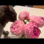 Josie Bissett Instagram - Always curious + always in the now…. ❤️ #animals #animalsofinstagram