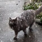 Josie Bissett Instagram - Snow Day! ❄️❄️❄️ Seattle, Washington