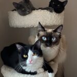 Josie Bissett Instagram - “One cat just leads to another” -Ernest Hemingway #CocoMIA #ernesthemingway #cats Seattle, Washington
