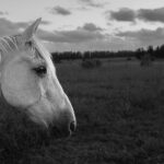 Julian Lennon Instagram – ‘Wadee’ ♥️

Majestic, Beautiful & Proud….

36 Years Old 🙏🏻

©️Julian Lennon 

South America 20-01-2024

– Leica Q3