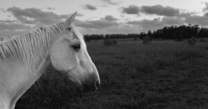 Julian Lennon Instagram - ‘Wadee’ ♥️

Majestic, Beautiful & Proud….

36 Years Old 🙏🏻

©️Julian Lennon 

South America 20-01-2024

- Leica Q3