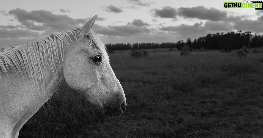 Julian Lennon - 3K Likes - ‘Wadee’ ♥️
Majestic, Beautiful & Proud….
36 Years Old 🙏🏻
©️Julian Lennon
South America 20-01-2024
- Leica Q3
