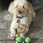 Julianna Margulies Instagram - #nationaldogday Rocket the Whoodle! Pure love.