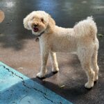 Julianna Margulies Instagram - #nationaldogday Rocket the Whoodle! Pure love.