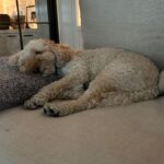 Julianna Margulies Instagram - #nationaldogday Rocket the Whoodle! Pure love.
