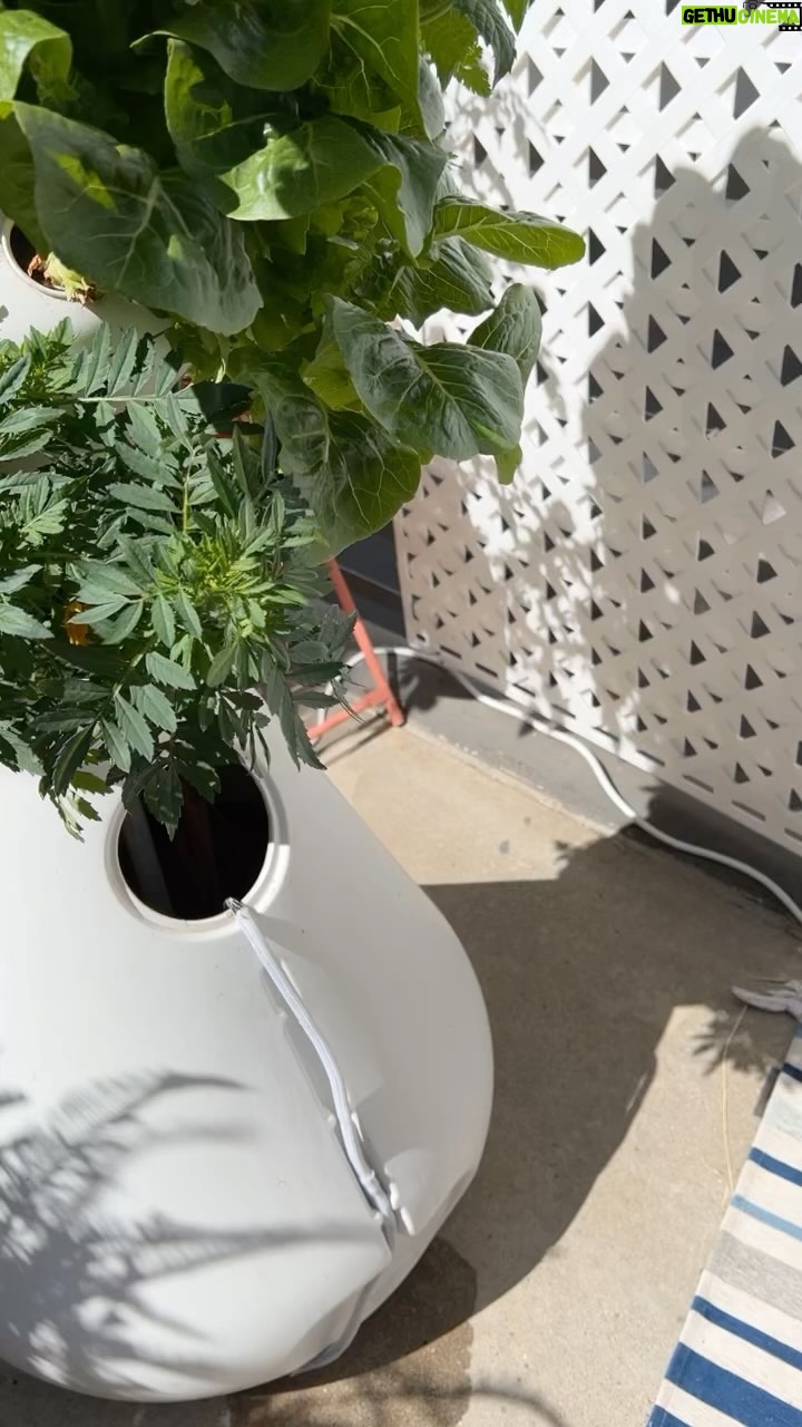 Julie Ann Emery Instagram - #AdventuresOfHerbie week 5!! #hydroponicgarden @lettucegrow