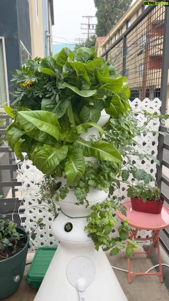Julie Ann Emery Instagram - Herbie Week 4! Second harvest about to happen. Think I’ll start getting tomatoes in another week or so!!! #urbangarden #hydroponicgarden #AdventuresOfHerbie @lettucegrow