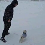 Jung Ho-young Instagram - 교래리에 눈이 펄펄 내립니다^^ 눈 내리는건 이쁜데 이눈을 ㅠㅠ 언제 다 치우지? 또깡이만 좋아 ㅋㅋ #카덴 #정호영셰프 #카덴순이 #카덴또깡