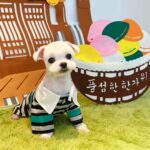 Jung Ho-young Instagram - 오늘은 순이랑 또깡이 미용했어요 ^^ 에어서울에서 보내주신 승무원옷이랑 추석이니까 한복입고 찍어봤어요~~ 항상 예쁘게 잘 해주셔서 감사합니다 #모동모동 #카덴 #정호영셰프 #카덴순이 #카덴또깡 Seoul, Korea
