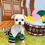 Jung Ho-young Instagram - 오늘은 순이랑 또깡이 미용했어요 ^^ 에어서울에서 보내주신 승무원옷이랑 추석이니까 한복입고 찍어봤어요~~ 항상 예쁘게 잘 해주셔서 감사합니다 #모동모동 #카덴 #정호영셰프 #카덴순이 #카덴또깡 Seoul, Korea