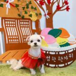 Jung Ho-young Instagram - 오늘은 순이랑 또깡이 미용했어요 ^^ 에어서울에서 보내주신 승무원옷이랑 추석이니까 한복입고 찍어봤어요~~ 항상 예쁘게 잘 해주셔서 감사합니다 #모동모동 #카덴 #정호영셰프 #카덴순이 #카덴또깡 Seoul, Korea