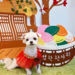 Jung Ho-young Instagram - 오늘은 순이랑 또깡이 미용했어요 ^^ 에어서울에서 보내주신 승무원옷이랑 추석이니까 한복입고 찍어봤어요~~ 항상 예쁘게 잘 해주셔서 감사합니다 #모동모동 #카덴 #정호영셰프 #카덴순이 #카덴또깡 Seoul, Korea