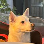 Jung Yu-ji Instagram - 이 날의 나의 먹부림🤍 (+작년부터 계획한 유리언니 생일🖤) 질량 보존의 법칙이라고 했던가 한동안 입맛 없다가 요새 무지막지 하게 먹는중😆 역시 난 먹기위해 사는 사람이였음을 깨달았다🩷 근데 음식 사진은 대체 어떻게 잘 찍는거야..?🥲
