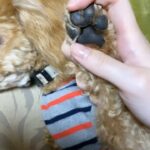 Jurina Matsui Instagram - TEL📞❤️🐶 What can I do for you?🐾 ご用件は何でしょうか？？ #toypoodle #mylove #tel #telephone #phone #cute #pretty #dog #dogsofinstagram #dogstagram #doglover #dogreels #animal #mydog #トイプードル #プードル #愛犬 #犬 #癒し #癒しわんこ #🐶
