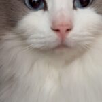Kang Daniel Instagram - 얼굴만봐도 하루가 다지나간다.. #cat #kitty #love