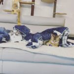 Kang Daniel Instagram -