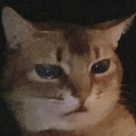 Kang Daniel Instagram - 🥰🥰🥰🥰 #sad #kitty #cat