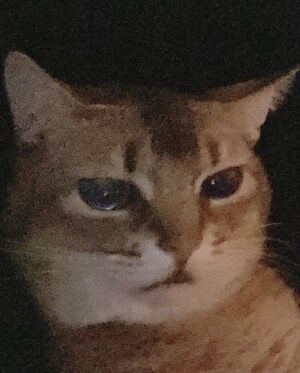 Kang Daniel Instagram - 🥰🥰🥰🥰 #sad #kitty #cat