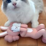 Kang Daniel Instagram - Thank you #kaws! Sry for late😿😸😸