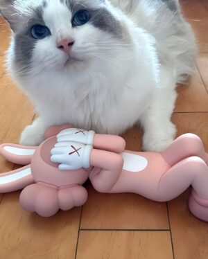 Kang Daniel Instagram - Thank you #kaws! 
Sry for late😿😸😸