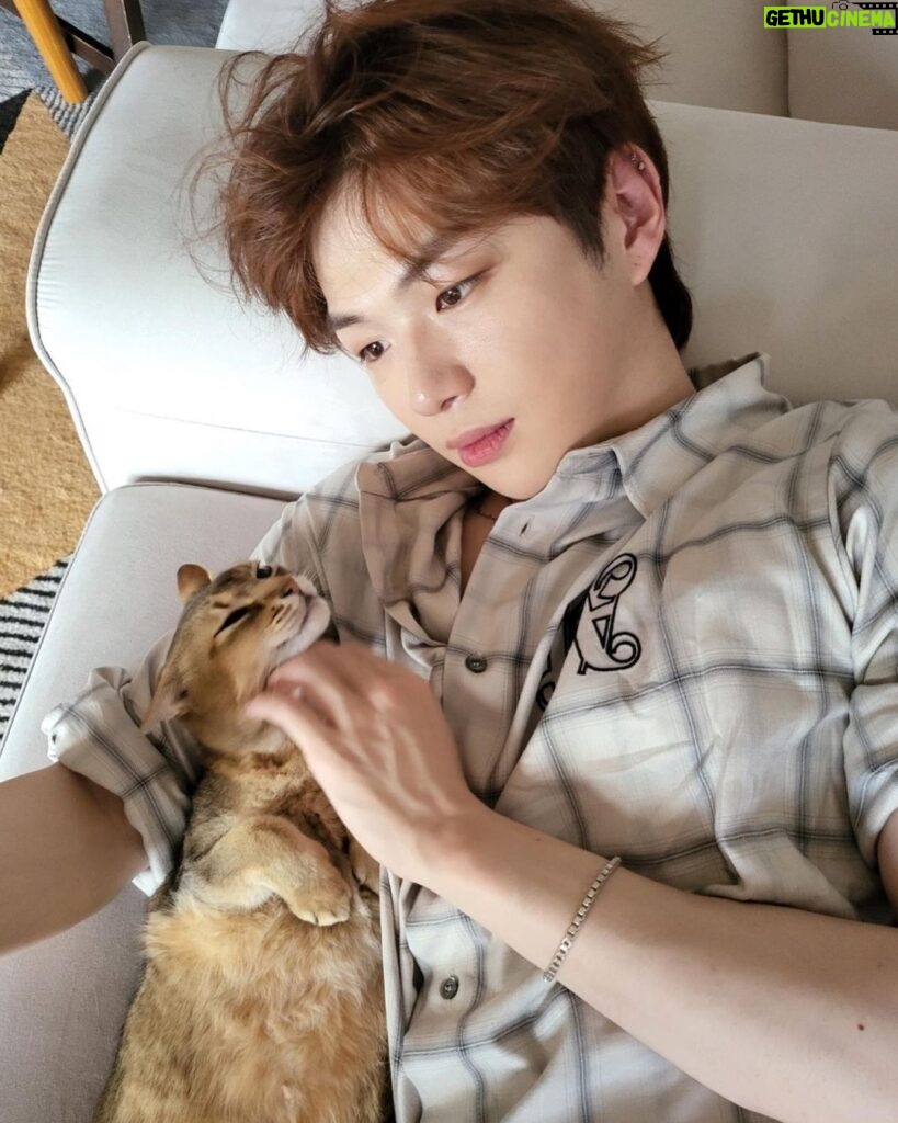 Kang Daniel Instagram - Im just a Grooming machine for cats..👾🤖