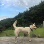 Kang Yoo-seok Instagram - 오늘은 #겨울이🐶 강릉 우리집