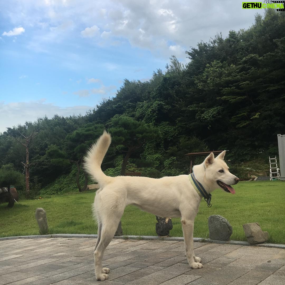 Kang Yoo-seok Instagram - 오늘은 #겨울이🐶 강릉 우리집