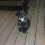 Kang Yoo-seok Instagram - 얼짱각도 머리잘랐대요 #또미🐶 강릉 우리집