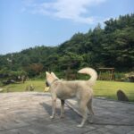 Kang Yoo-seok Instagram - 우리집 겨울이🐶 덥다더워🌞 강릉우리집에서