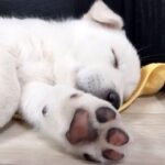 Kang Yoo-seok Instagram - 우리집막내🐾