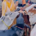 Kangana Ranaut Instagram - Today showed my lil nephew Prithavi around @isha.foundation spent some time there with cows and bulls, Prithu was initially scared but later started to enjoy the interaction with them. Growing up my mother raised cattle she had nicknames for them, I used to love seeing her talk to them like she did with other village women. They also gave milk only to mumma and not to the caretakers. It was impossible for her to go to weddings or any other outings because they would sulk and not eat. Then my grandparents got very old and it was becoming difficult for mumma to handle the cattle along with her job and ailing grandparents, besides papa always complained about the cattle smell in the house even though cattle farm was away from the house. With growing pressure mumma gave away her cows and buffaloes. These days children have no exposure to such experiences it’s lovely to see so many cows at @sadhguru ji’s aashram, it brings back so many childhood memories 🥰 @ishaoutreach