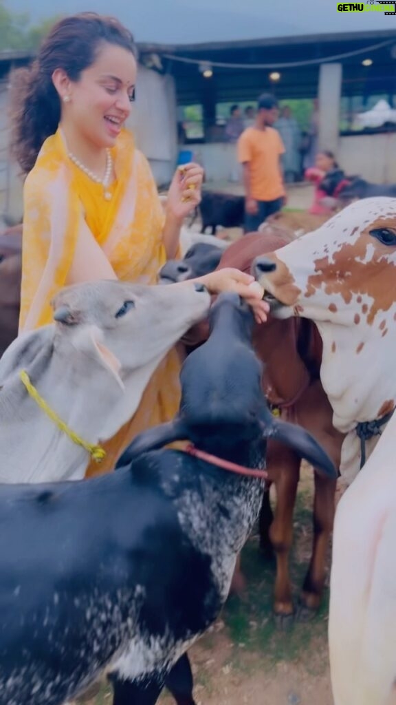 Kangana Ranaut Instagram - Today showed my lil nephew Prithavi around @isha.foundation spent some time there with cows and bulls, Prithu was initially scared but later started to enjoy the interaction with them. Growing up my mother raised cattle she had nicknames for them, I used to love seeing her talk to them like she did with other village women. They also gave milk only to mumma and not to the caretakers. It was impossible for her to go to weddings or any other outings because they would sulk and not eat. Then my grandparents got very old and it was becoming difficult for mumma to handle the cattle along with her job and ailing grandparents, besides papa always complained about the cattle smell in the house even though cattle farm was away from the house. With growing pressure mumma gave away her cows and buffaloes. These days children have no exposure to such experiences it’s lovely to see so many cows at @sadhguru ji’s aashram, it brings back so many childhood memories 🥰 @ishaoutreach