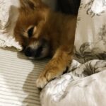 Kangana Ranaut Instagram - My phone automatically made a reel of my lil girl Pluto and it popped up on my screen it just brightened my day …. Sharing it with you all, what a lil bundle of joy she is, I have shifted her to Manali post covid because she loves it there, I miss her so much 🥹