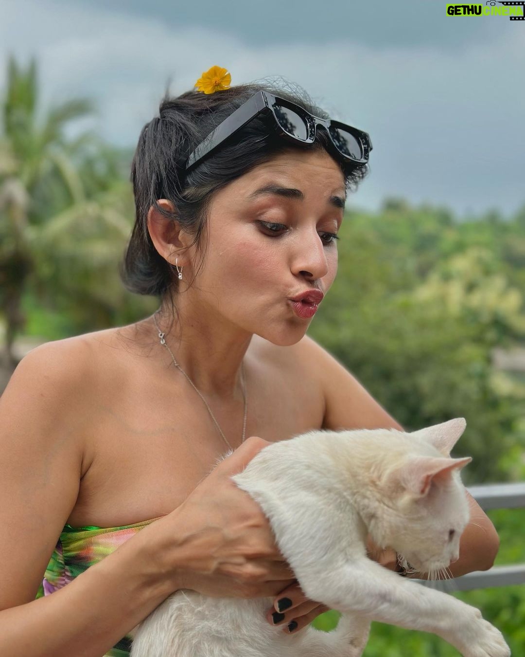 Kanika Mann Instagram - “If cats could talk .. They wouldn’t “- Nan Porter 😂😂😂