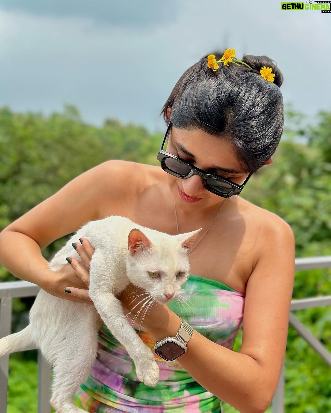 Kanika Mann Instagram - “If cats could talk .. They wouldn’t “- Nan Porter 😂😂😂