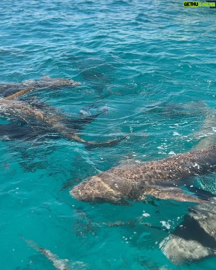 Kanika Mann Instagram - Hi from the sharks 🦈